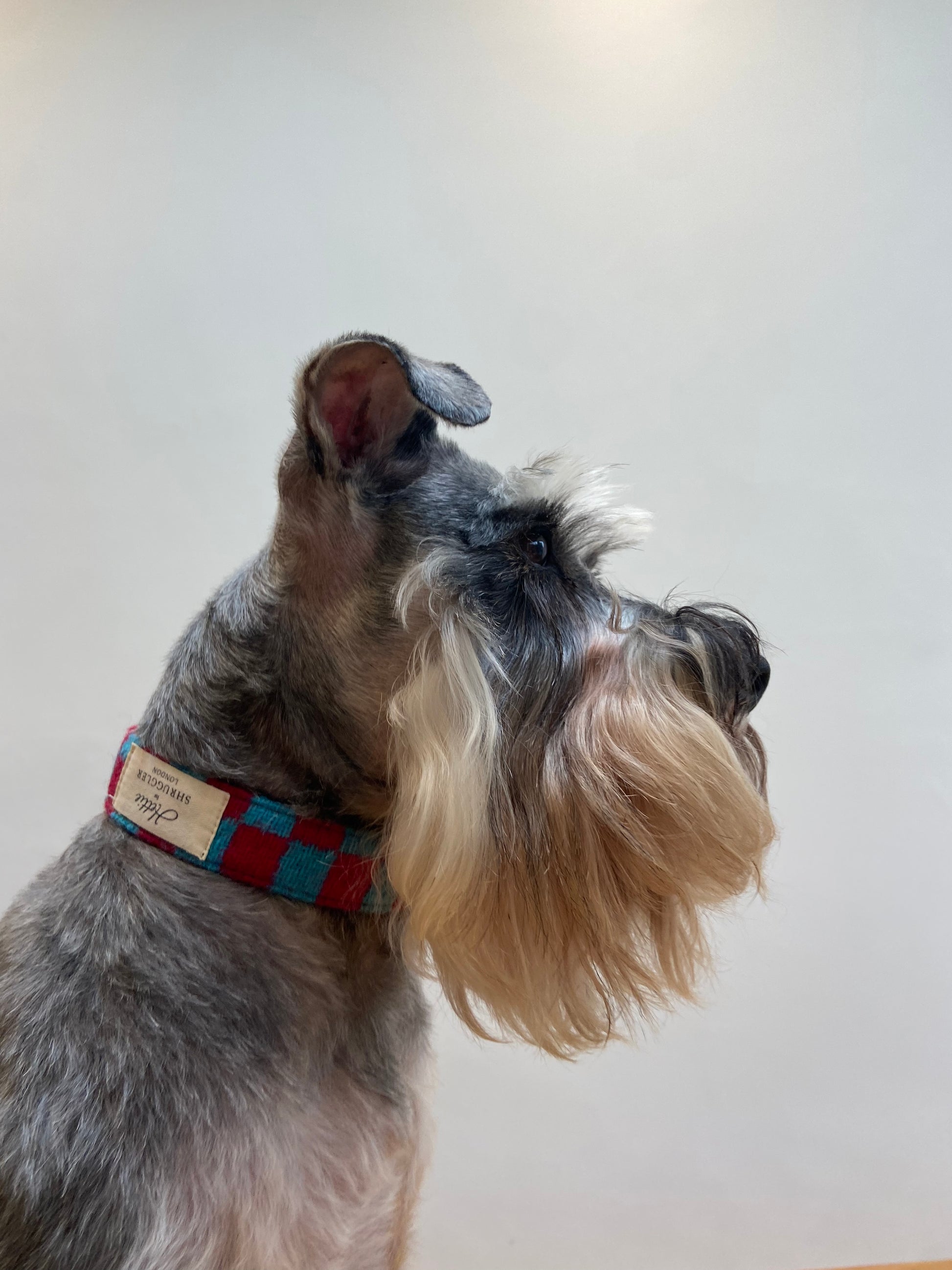 Charlie Checked Wool Dog Collar - Shruggler